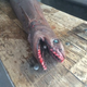 Illustration for article titled Terrifying Living Fossil Caught Off The Coast Of Australia